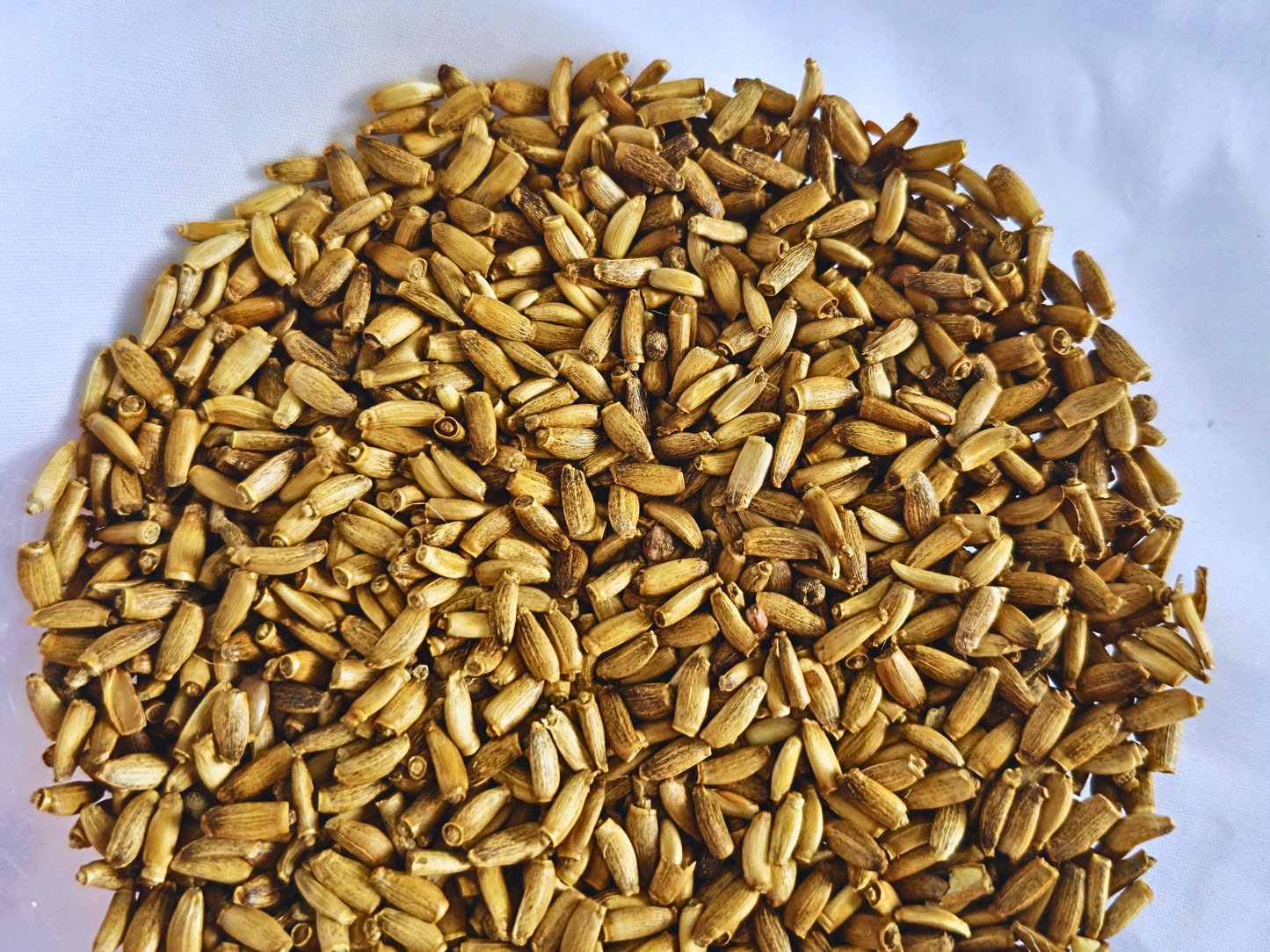 Milk Thistle Seeds for Hamsters – Natural Enrichment Treat (55g)