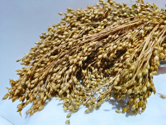 Bunch of hamster safe panic grass on a light white background