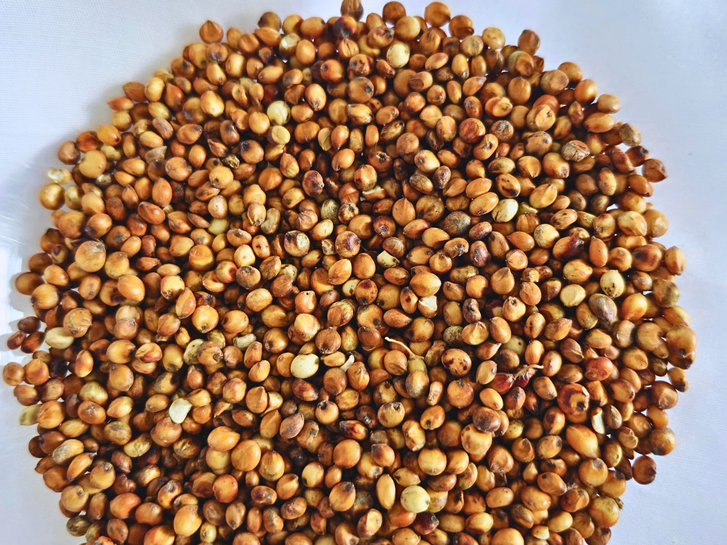 Red Dari Seeds (Sorghum) for Hamsters – Natural Foraging Treat (60g)
