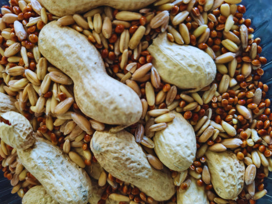 Nutty nibbles hamster treat mix