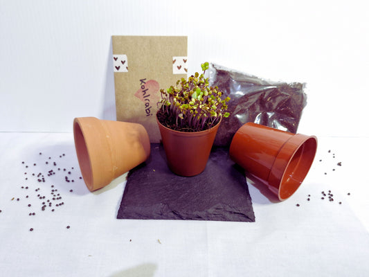 Kholrabi microgreen kit