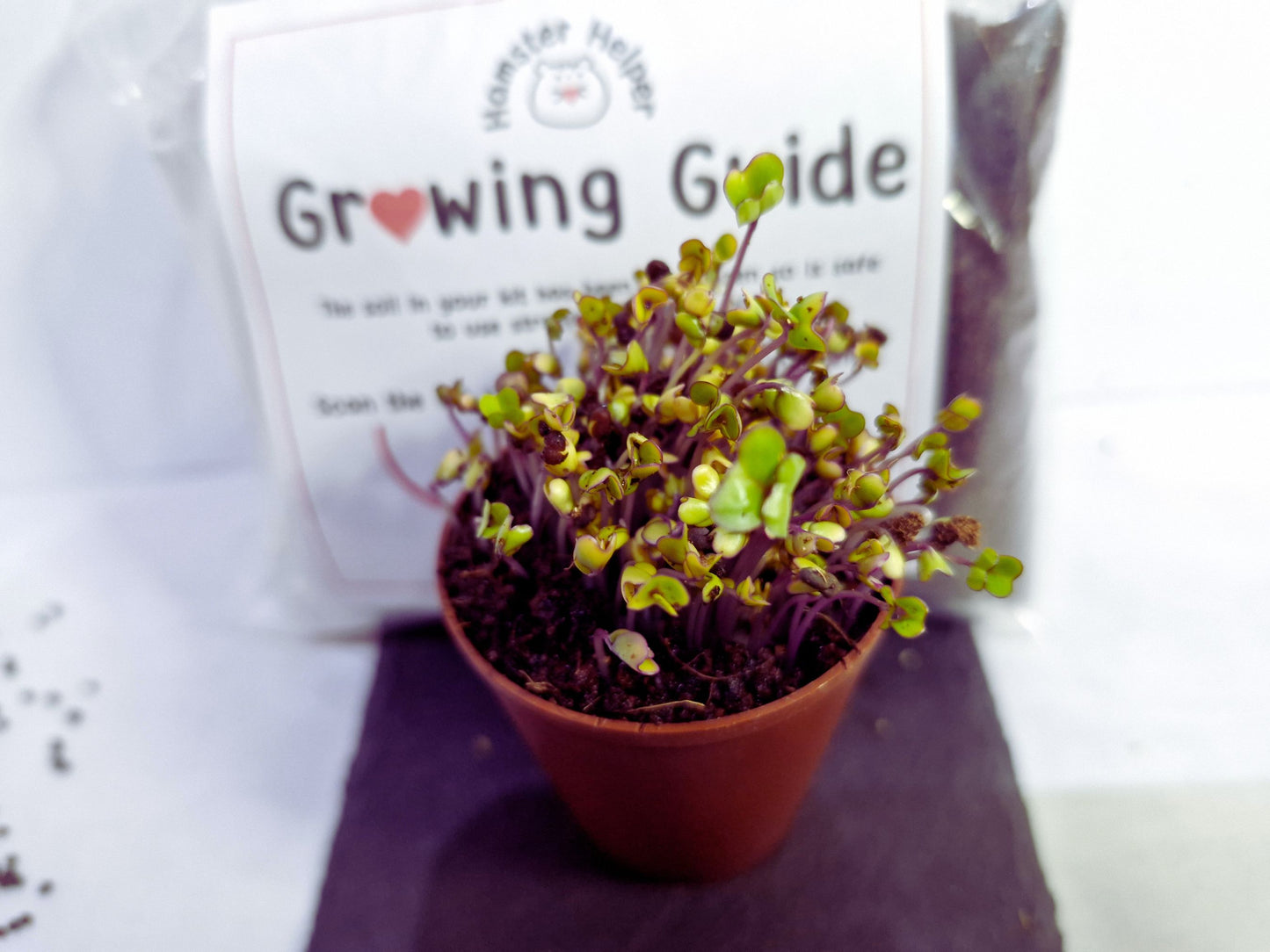 Kholrabi microgreen kit