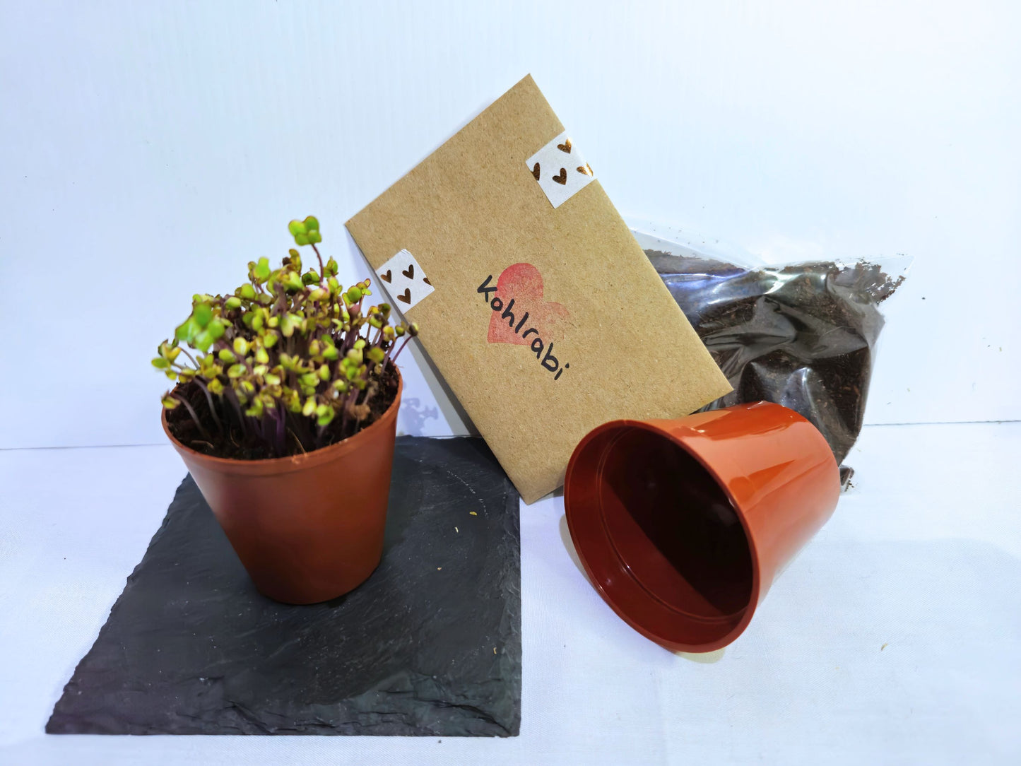 Kholrabi microgreen kit