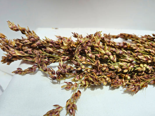 Sudan Grass Sprays for Hamsters