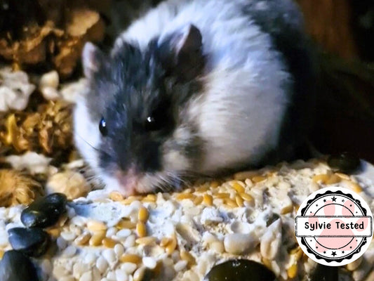 A cute hamster eating a boredom breaker made from a cardboard tube and seeds