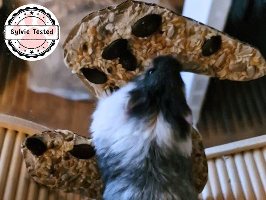 A cute hamster eating seeds from a boredom breaker.