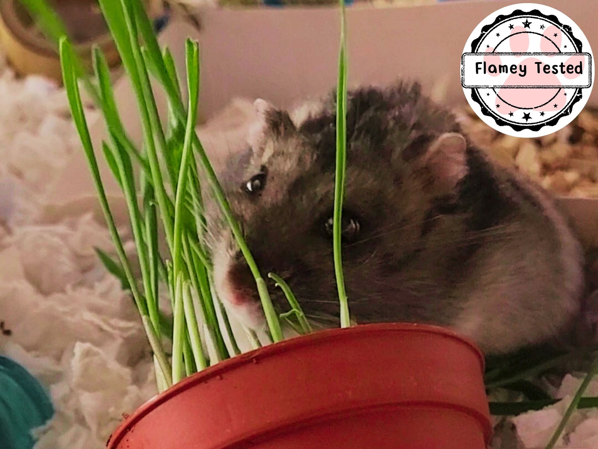 A picture of a hamster eating wheatgrass from a plastic plant pot