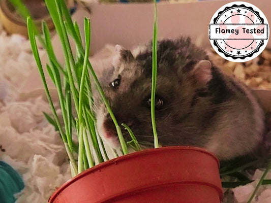 A picture of a hamster eating wheatgrass from a plastic plant pot
