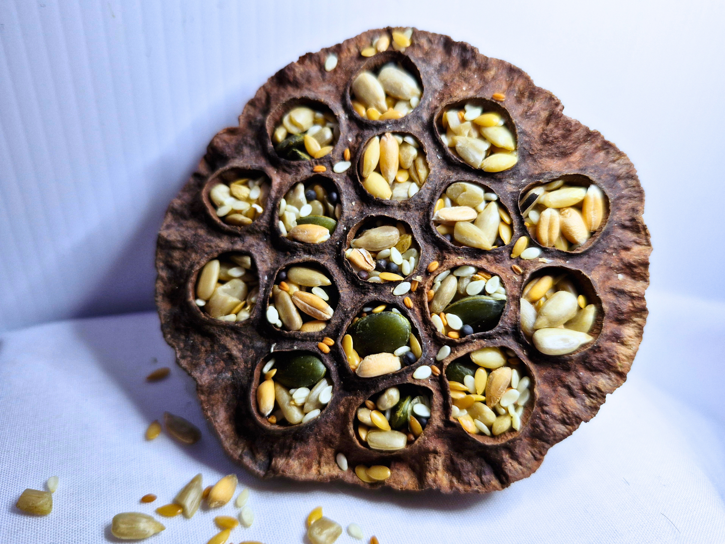 A close up of a hamster safe dried lotus head stuffed with seeds and grains.