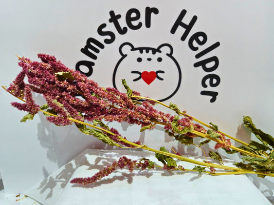 Hamster safe amaranth sprays in front of the hamster helper logo