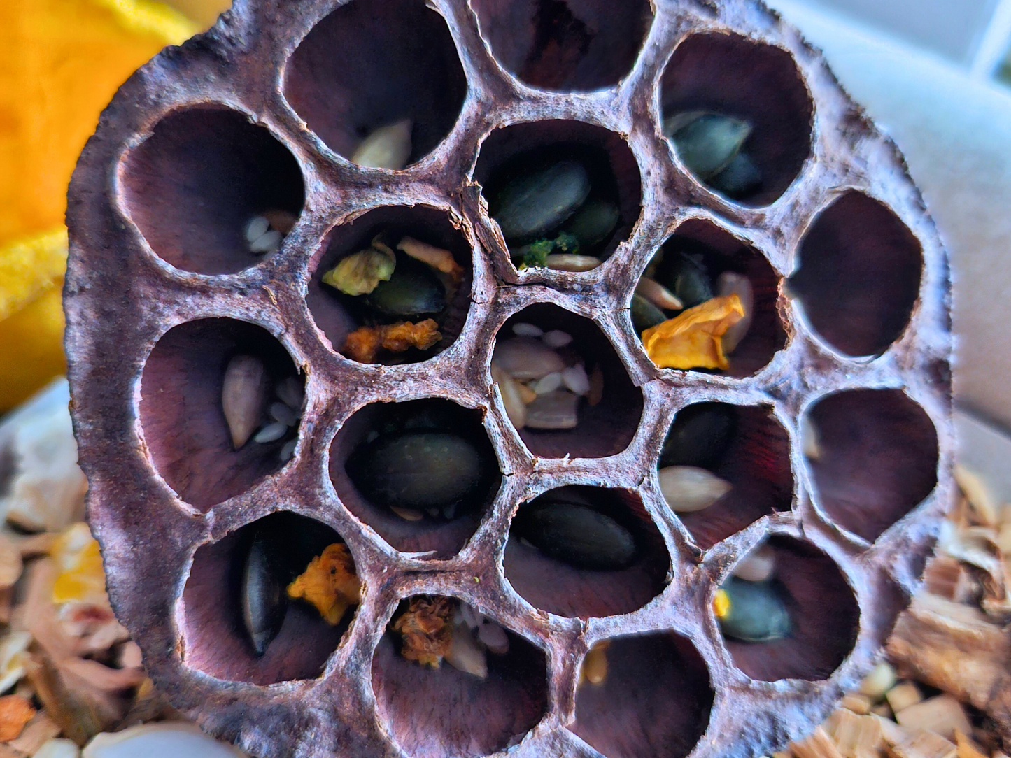 A close up of a hamster safe lotus pod head with various hamster food inside.