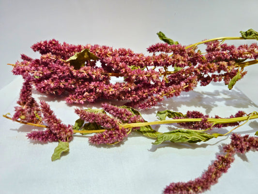 Close up of hamster amaranth spray
