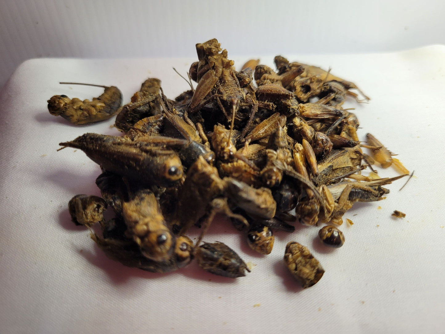 A close up picture of hamster safe crickets