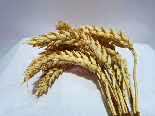 A close up of hamster safe wheat sprays