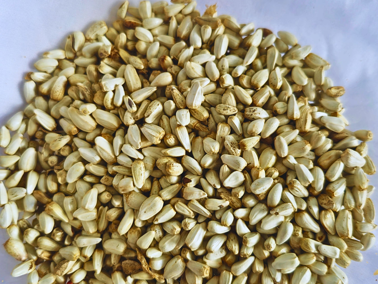Safflower Seeds for Hamsters – Natural Foraging Treat (60g)
