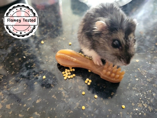 A winter white dwarf hamster with a hamster safe whimzee.