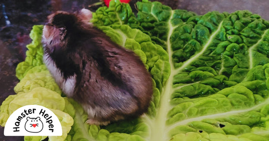 A dwarf hamster sat on a huge cabbage leaf