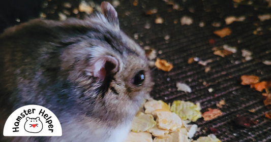 Ice Ice Hammy: The Science Behind Freezing Hamster Toys and Bedding For a Pest Free Paradise