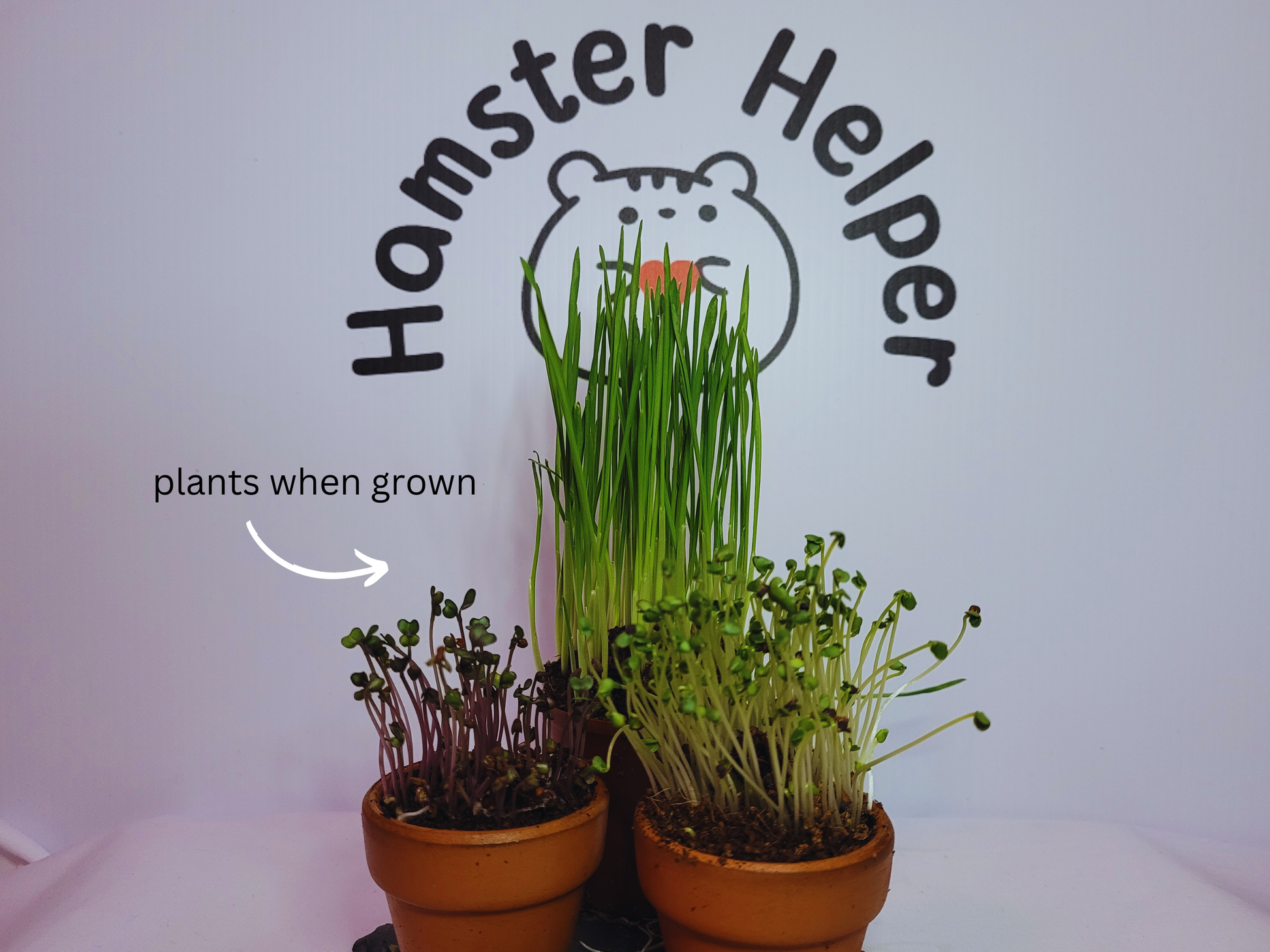 Three hamster safe microgreens including purple cabbage, broccoli and wheatgrass, pictured in terracotta pots, grouped together in front of the Hamster Helper logo