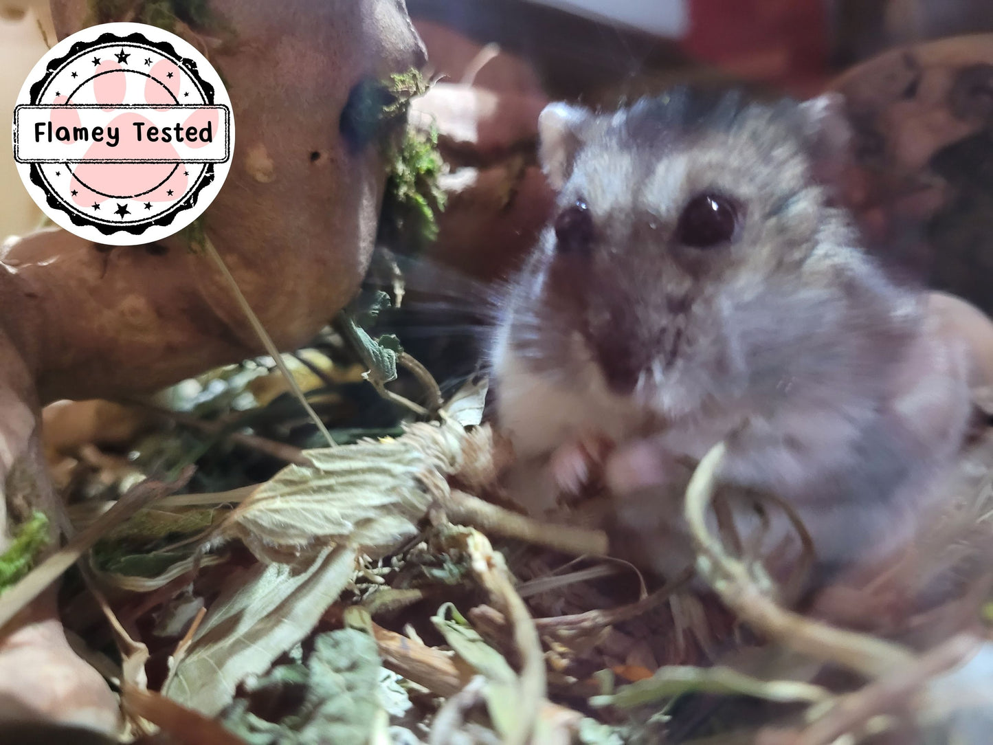 A winter white dwarf hamster sitting in amongst some hamster safe forest floor forage