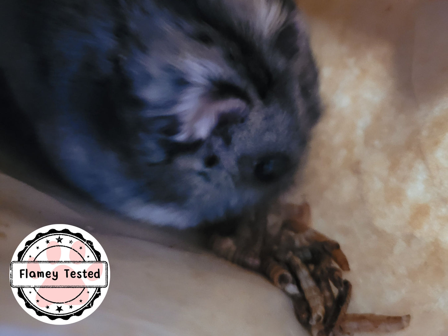 A winter white dwarf hamster eating mealworms