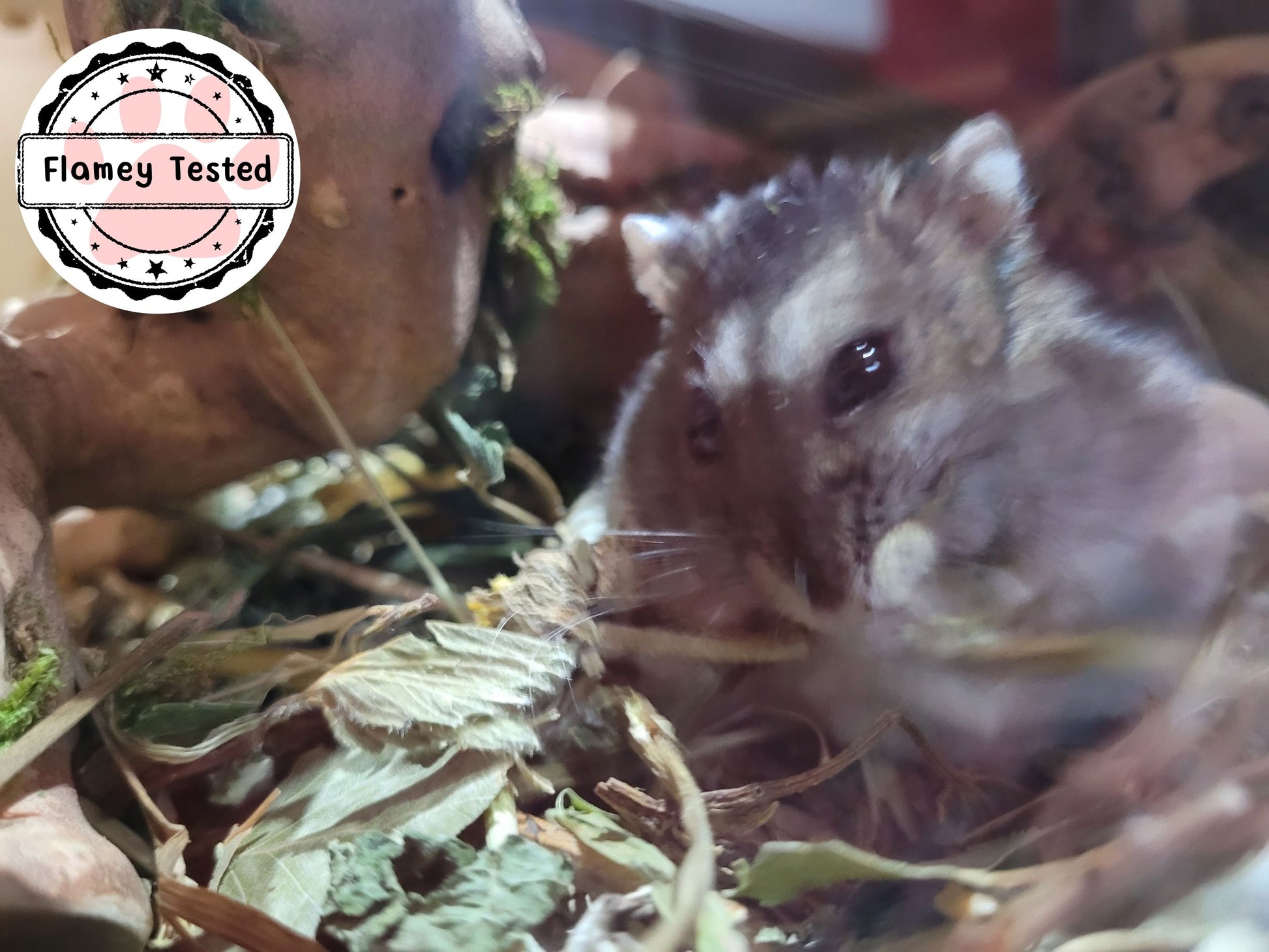 A hamster nibbling on some hamster safe forage