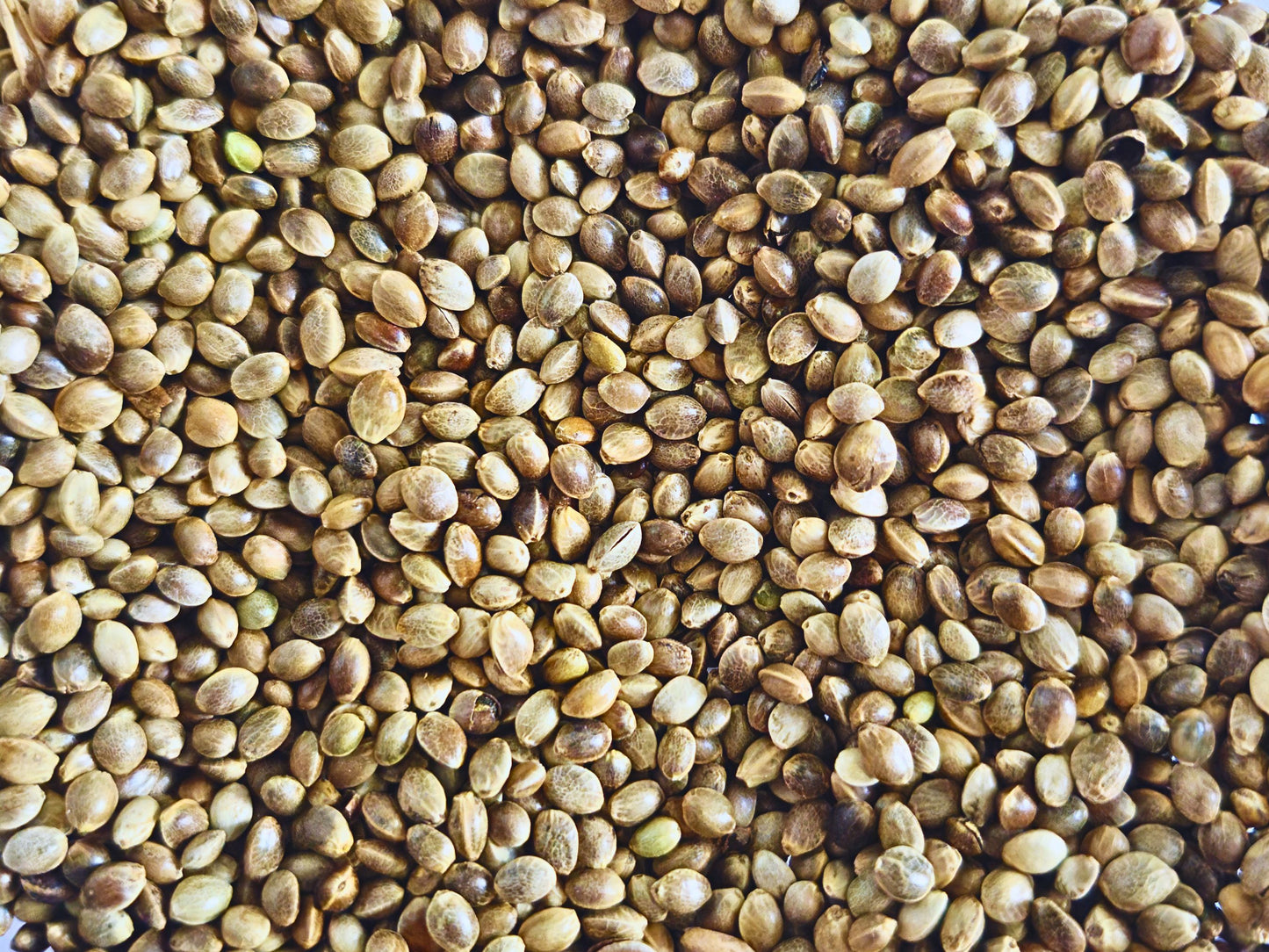 Hemp Seeds for Hamsters – Natural Omega-Rich Treat (60g)
