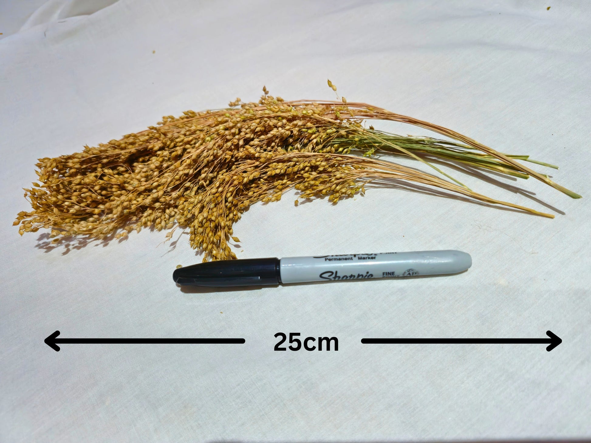 Bunch of hamster safe panic grass next to a Sharpie marker on a white background with measurement label