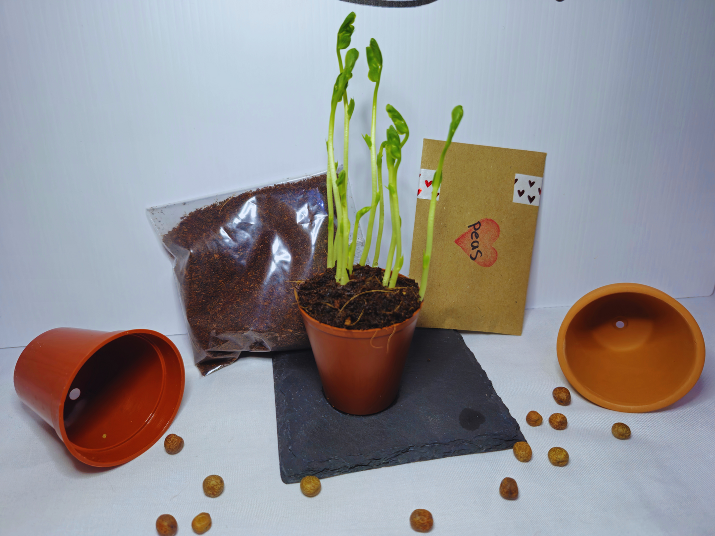 The pea microgreens with some hamster safe soil, a packet of pea seeds, a plastic pot and a terracotta pot demonstrating the options available for the pea microgreen kit.