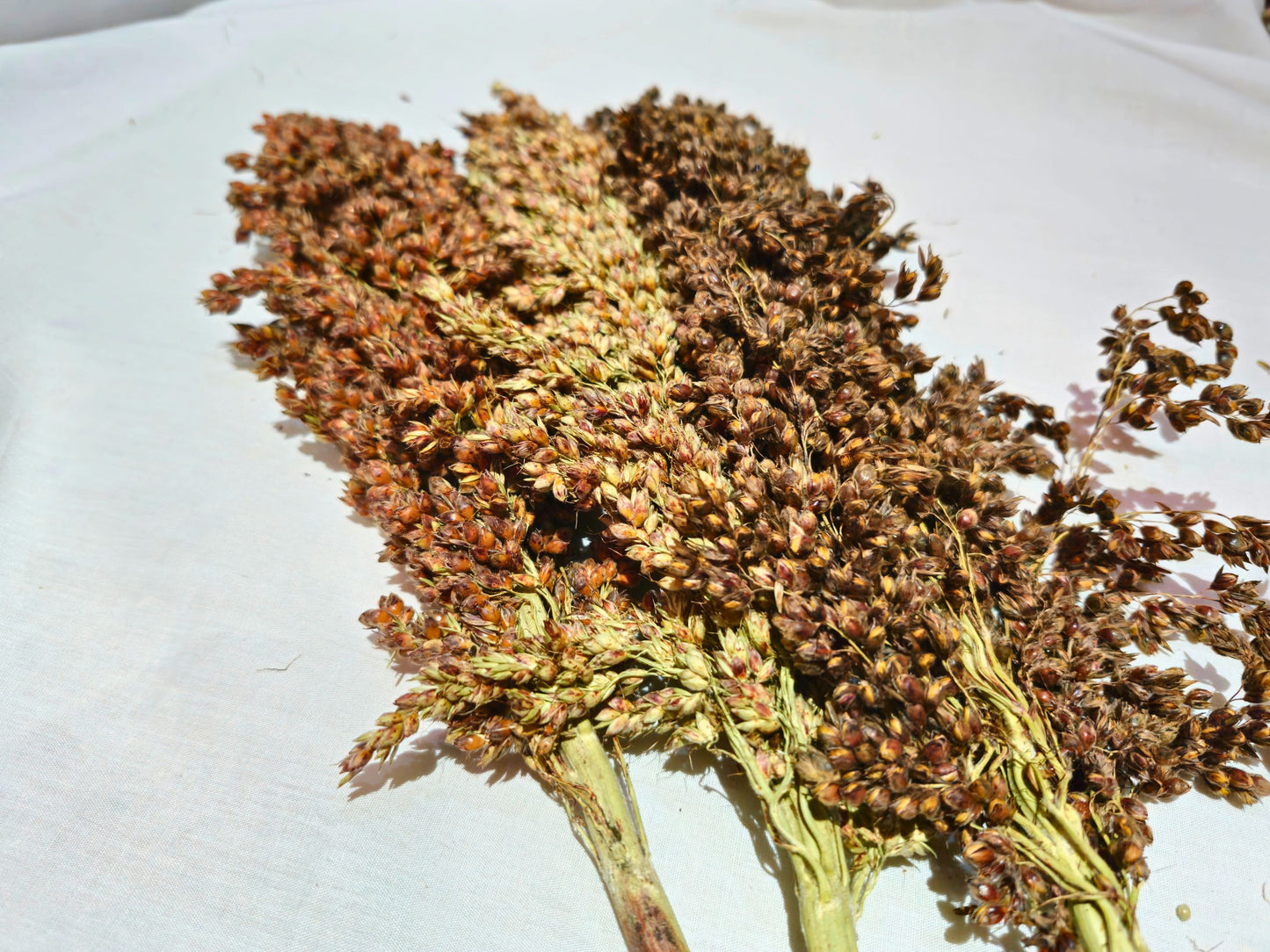 Sudan Grass Sprays for Hamsters