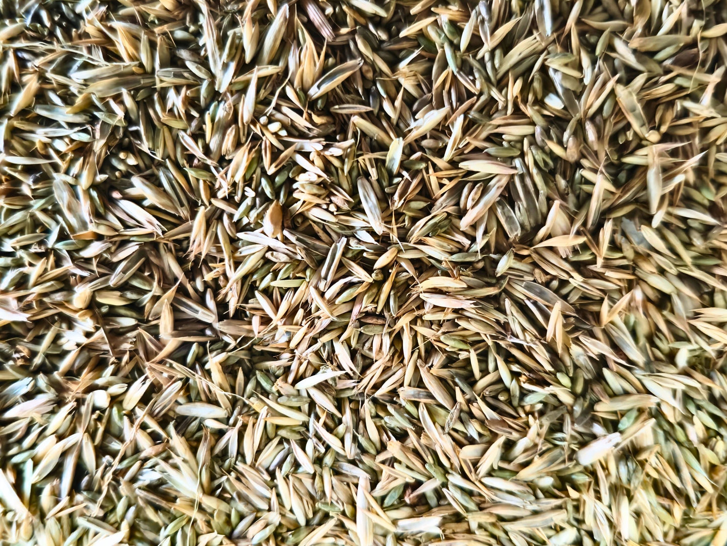 Close-up of pagima, knaul, red fescue and Kentucky bluegrass seeds