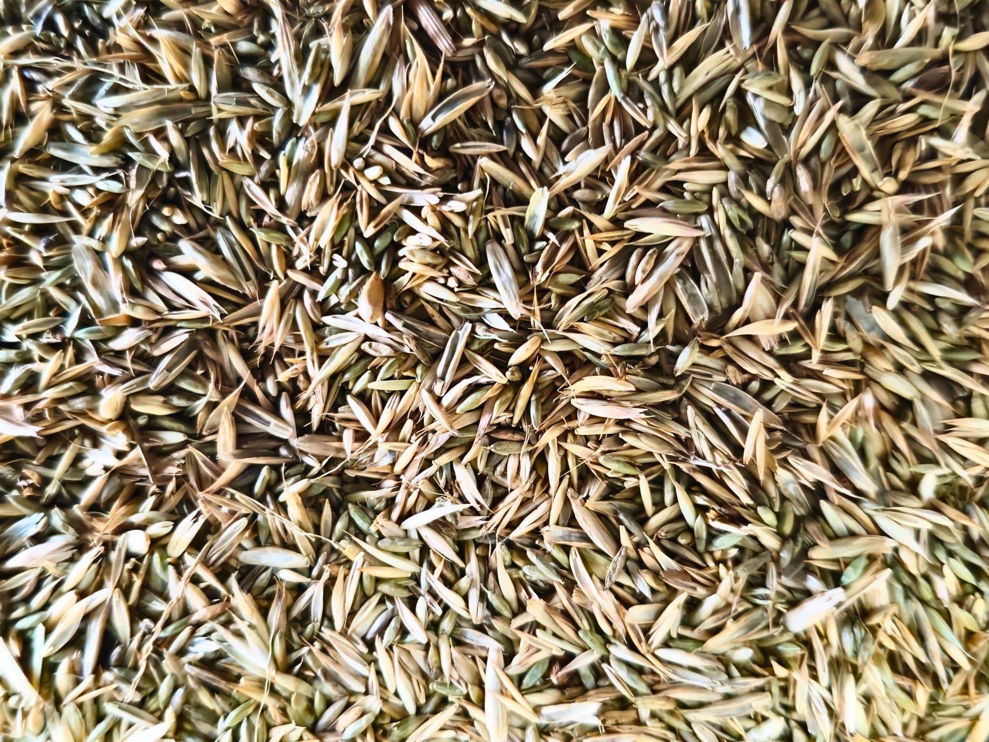Close-up of pagima, knaul, red fescue and Kentucky bluegrass seeds