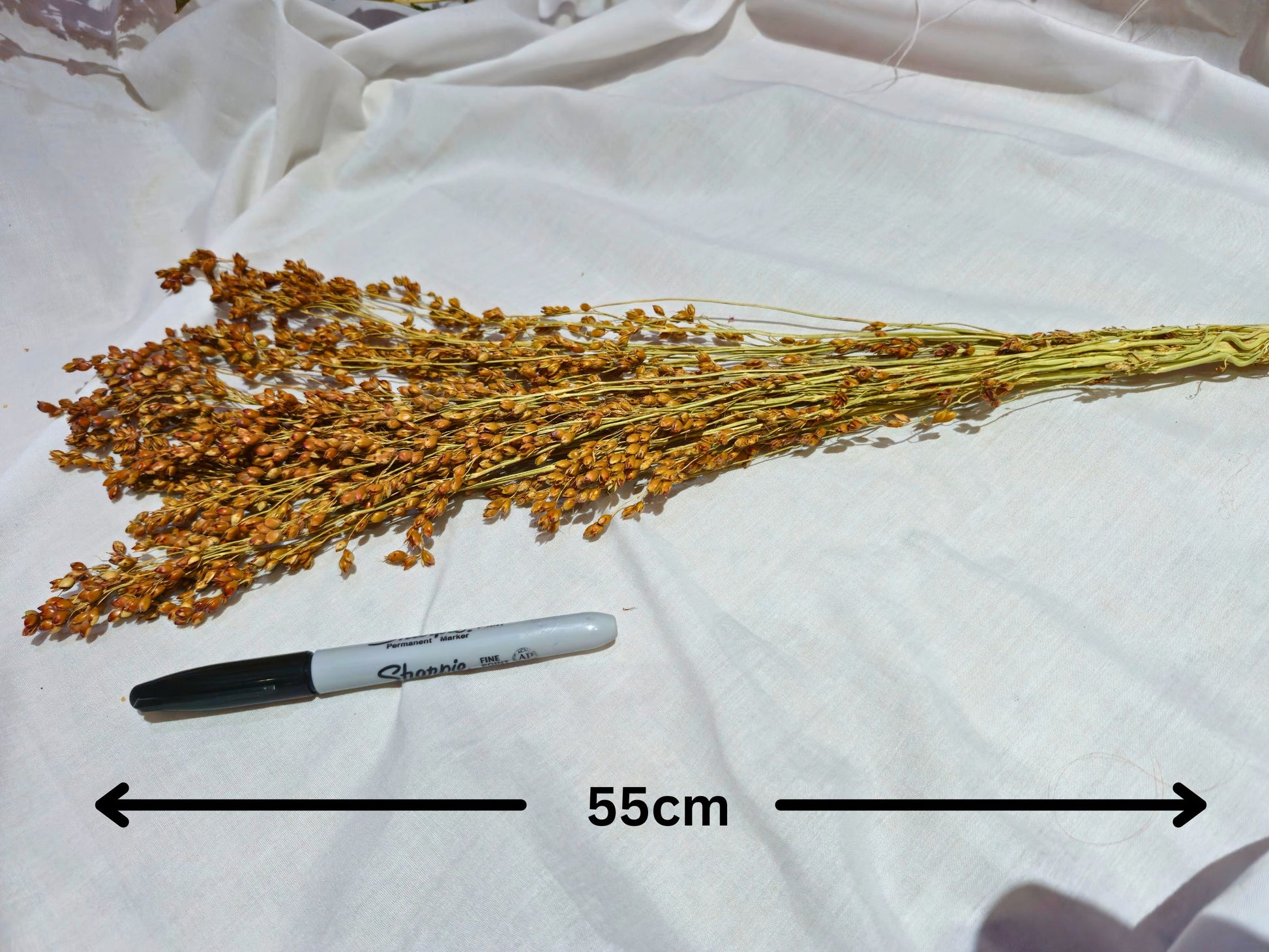 Hamster safe broom millet with a pen for scale.