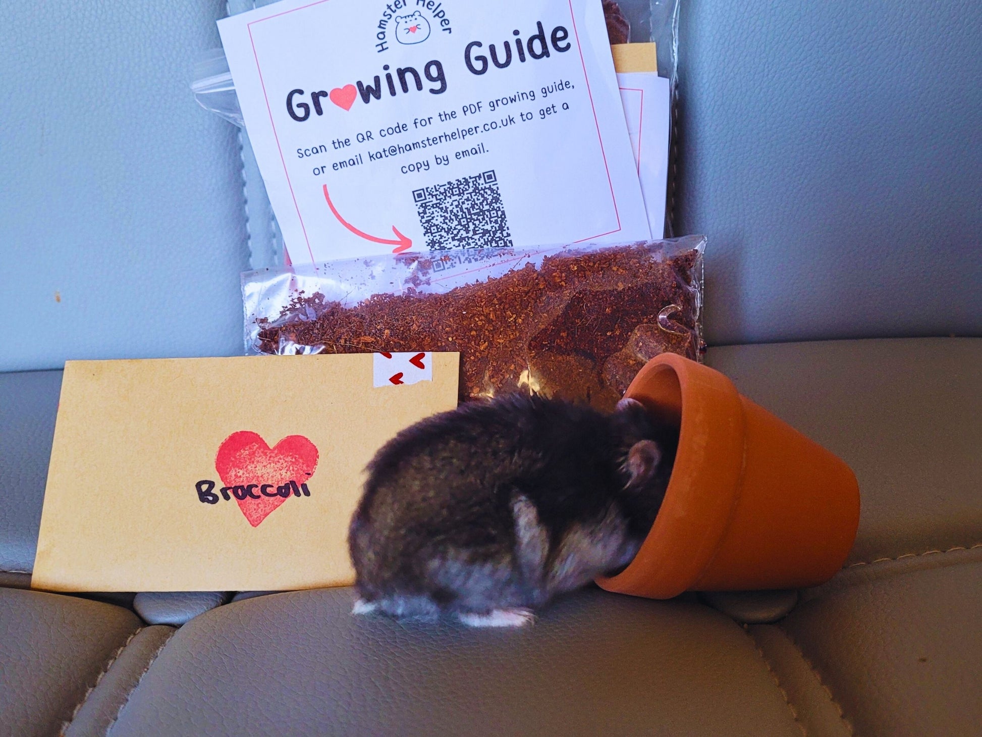 A hamster exploring the Hamster Helper microgreen kit with his nose in a terracotta pot.