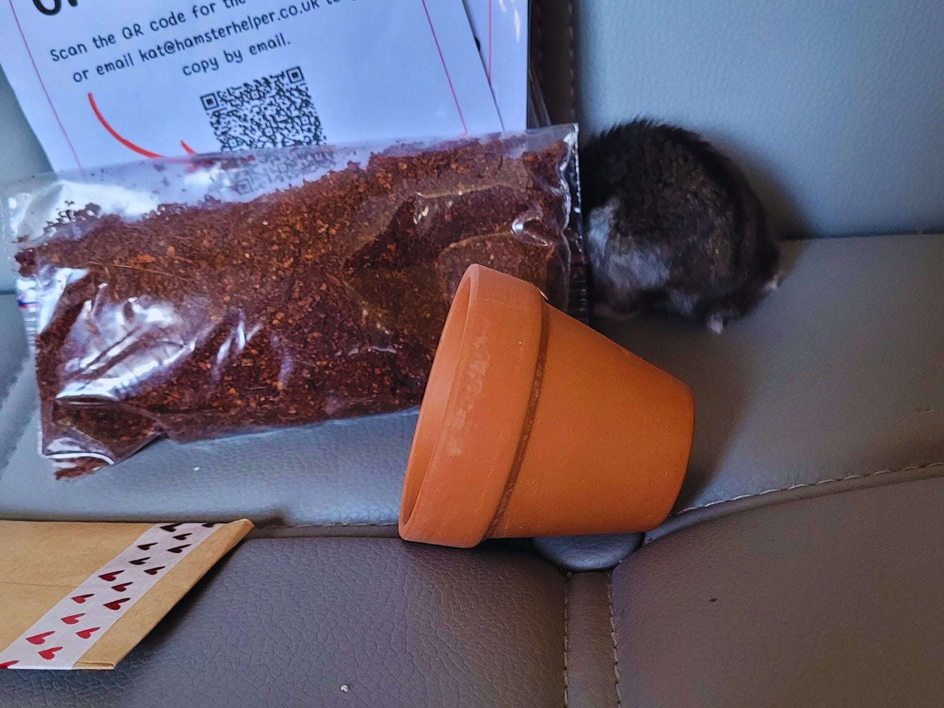 A hamster exploring the broccoli microgreen kit .