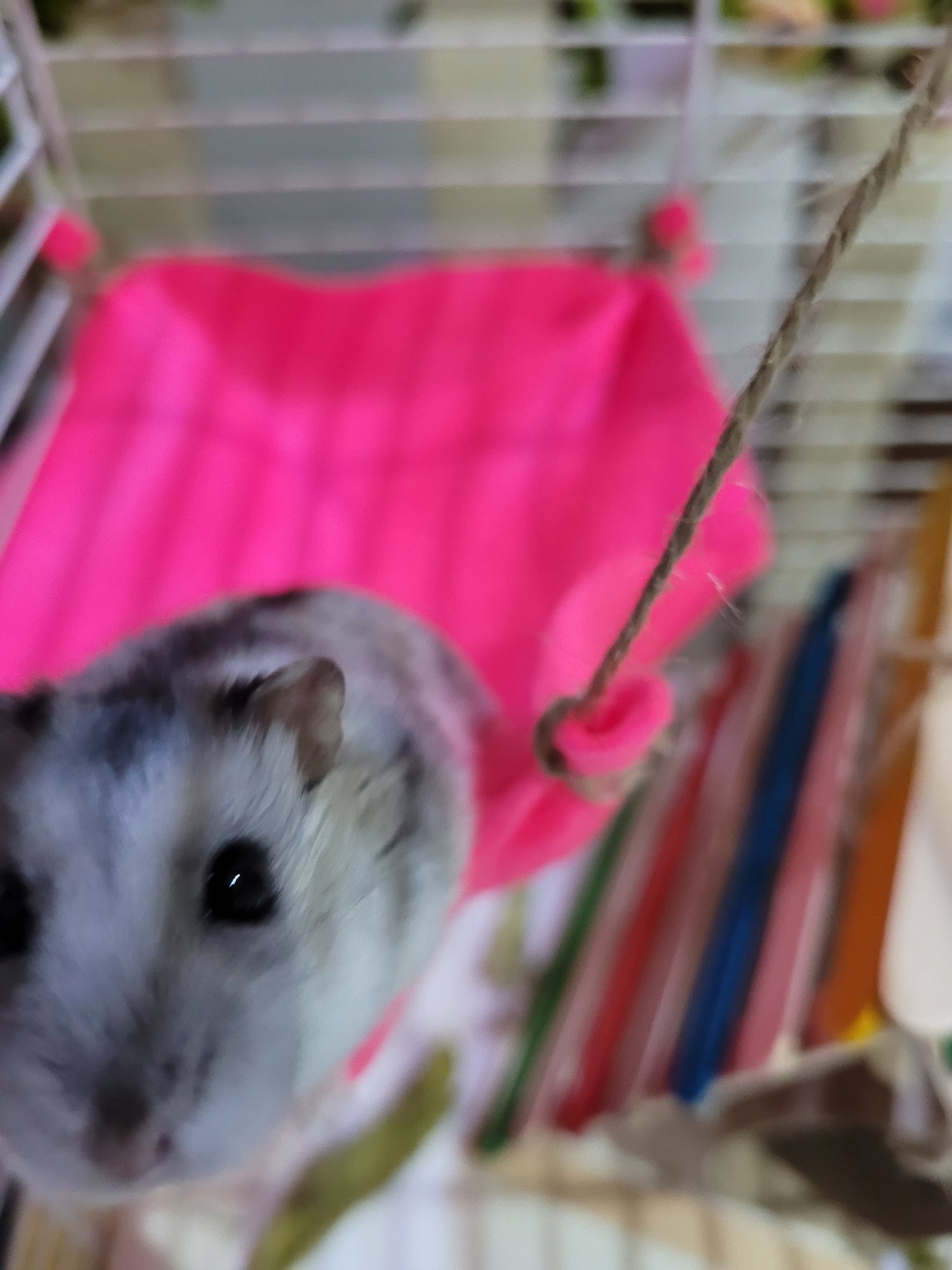 A winter white dwarf hamster called Flamey looking directly at the camera from a hamster hammock
