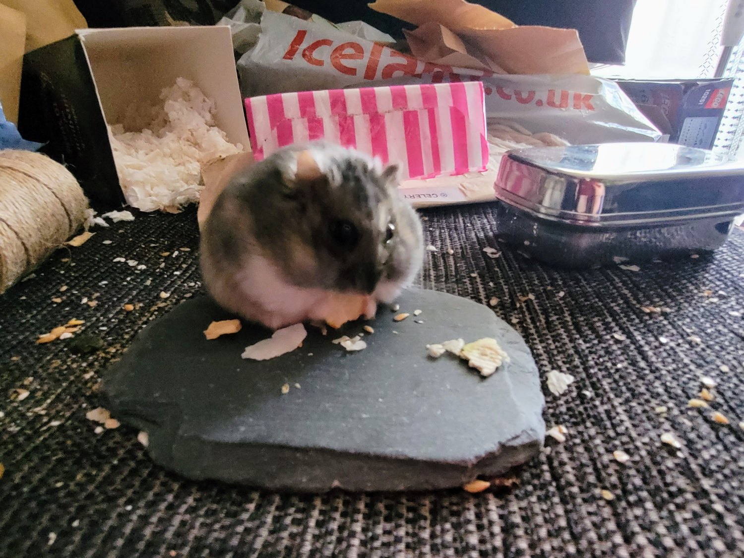 A hamster sat on a hamster safe slate that's used for hamster nail maintenance