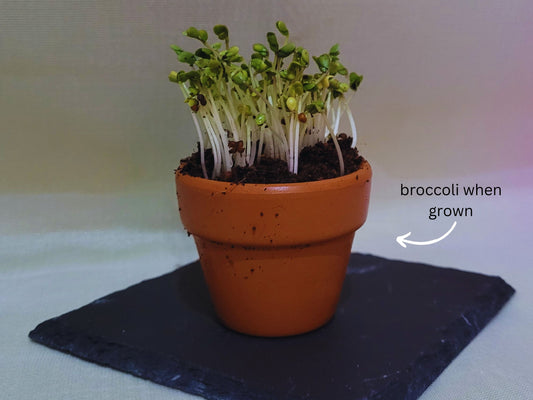 Hamster safe broccoli microgreens grown in a small terracotta pot which is sat on top of a slate coaster
