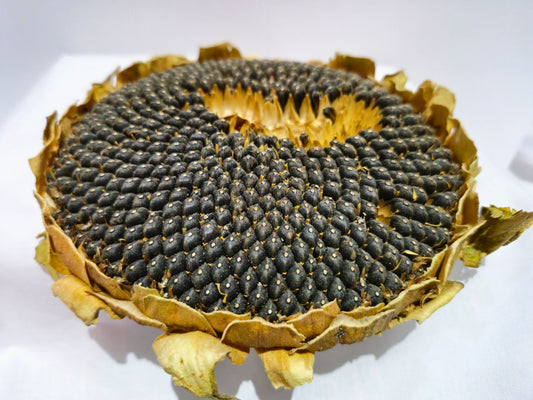 A close up of hamster safe sunflower heads