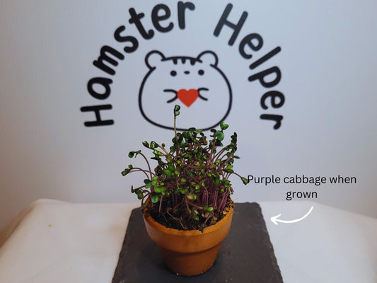 A hamster safe purple cabbage microgreen plant grown in a terracotta pot displayed in front of the Hamster Helper logo