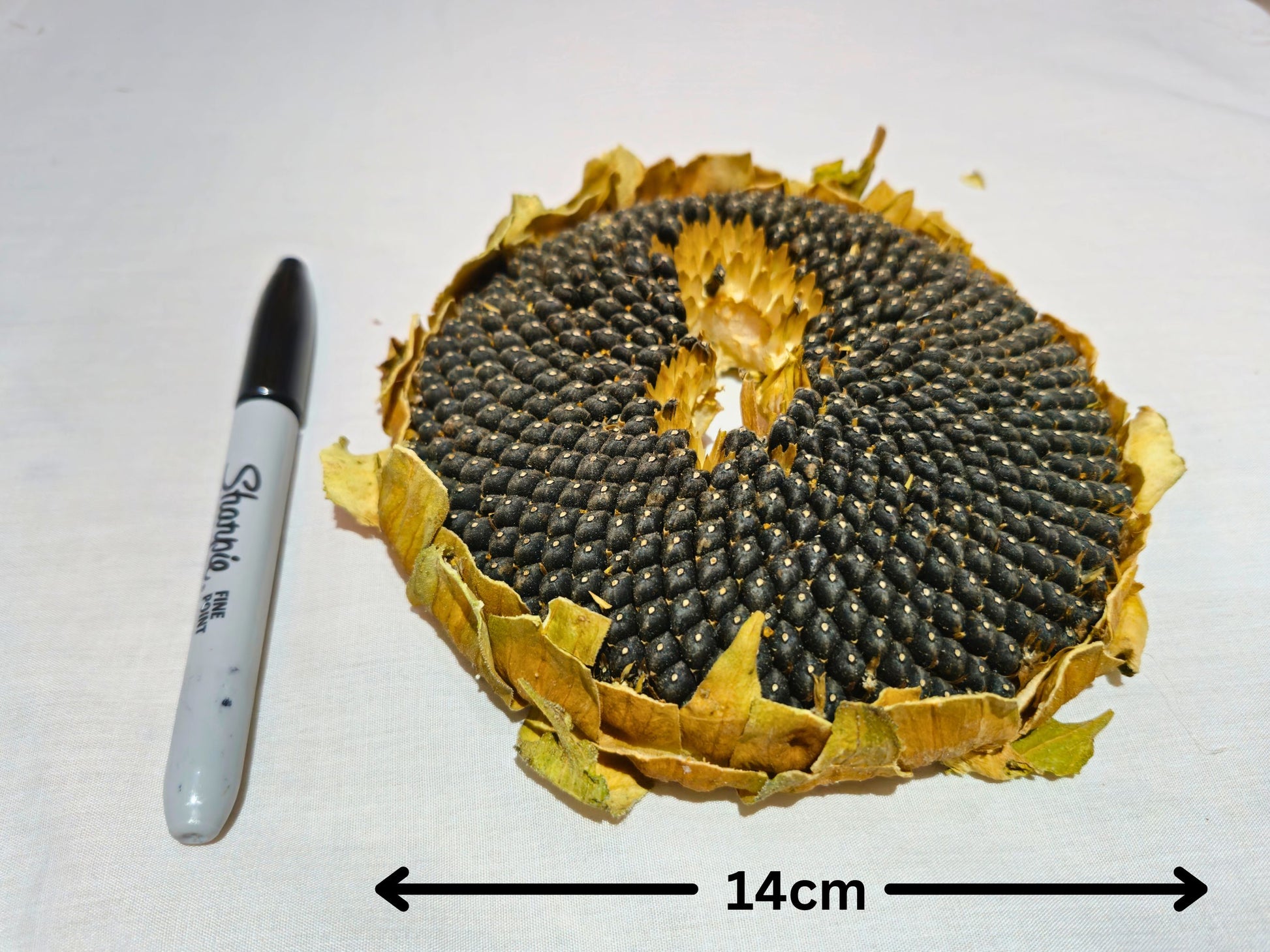 a hamster safe sunflower head next to a pen for scale