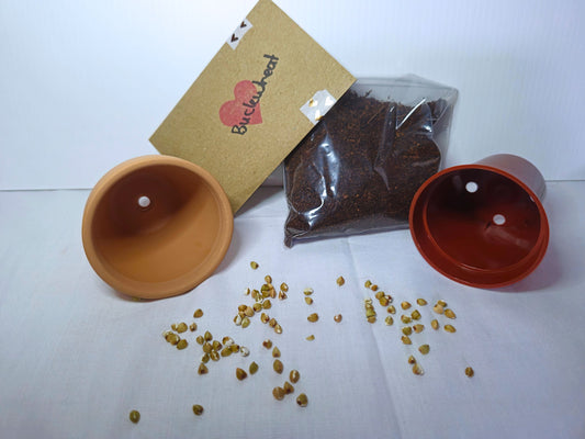 Buckwheat microgreen kit
