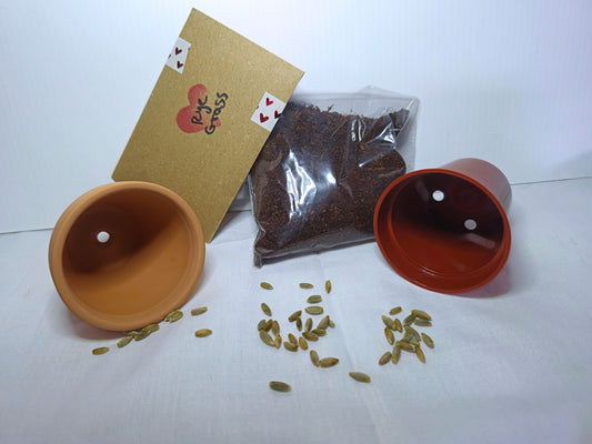 Ryegrass microgreen kit