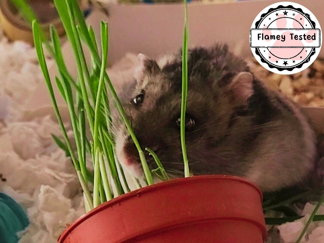 View of Hamster safe plants and microgreens – Hamster Helper