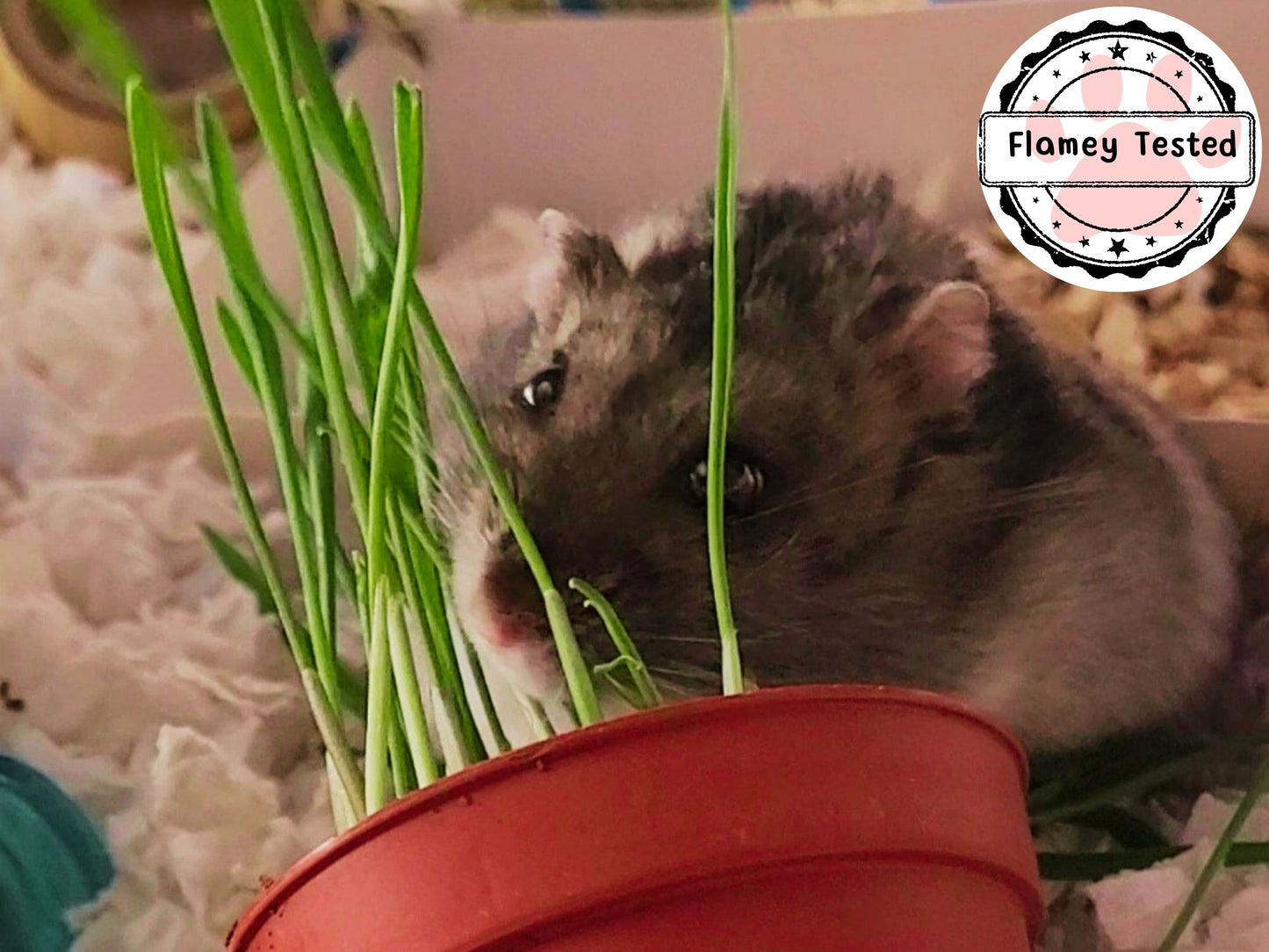 A picture of a hamster eating wheatgrass from a plastic plant pot