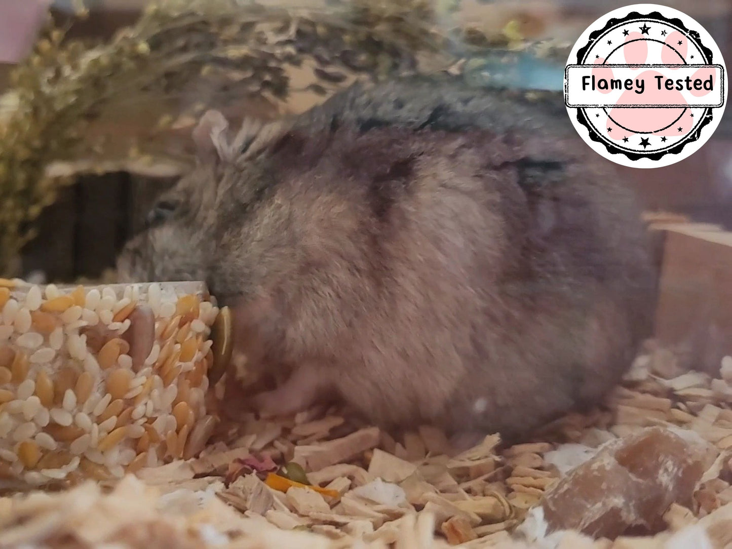 An adorable hamster sat in some beech chips playing with a boredom breaker
