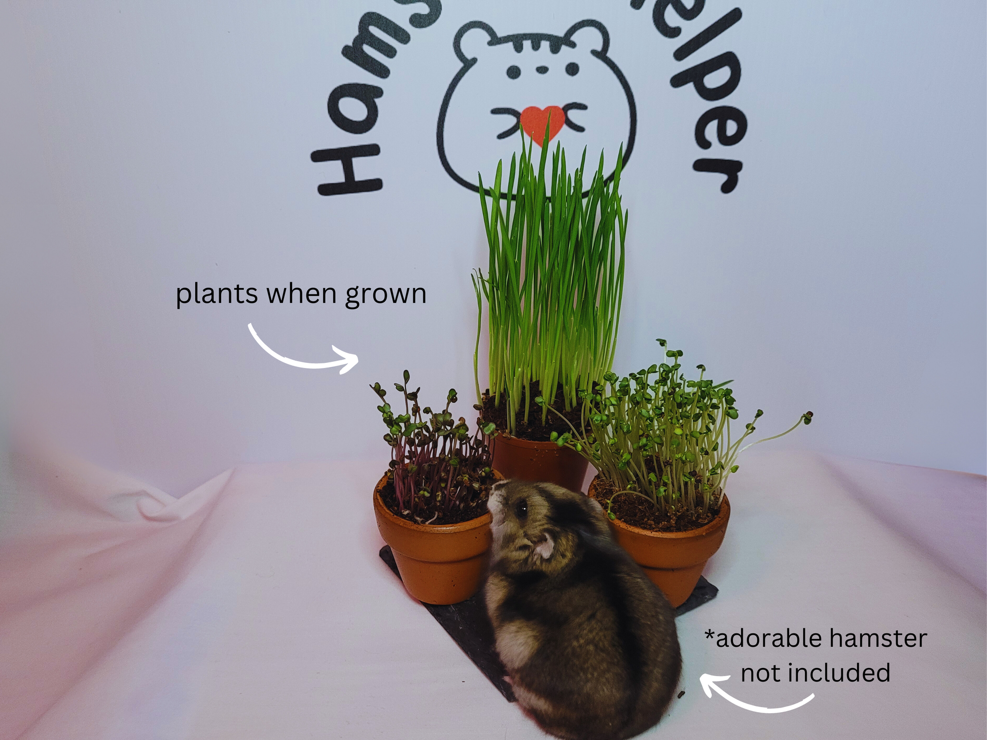 Three hamster safe microgreen plants arranged on a slate coaster. A hamster is poised to eat the purple cabbage and all plants are displayed in front of the Hamster Helper logo