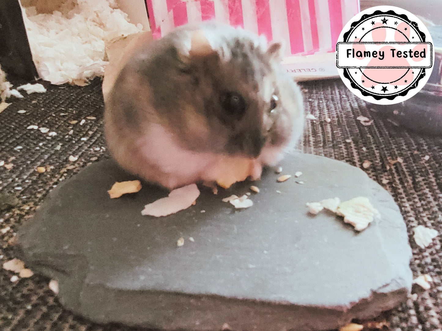 A dwarf hamster sat on top of a nail maintenance slate for hamsters