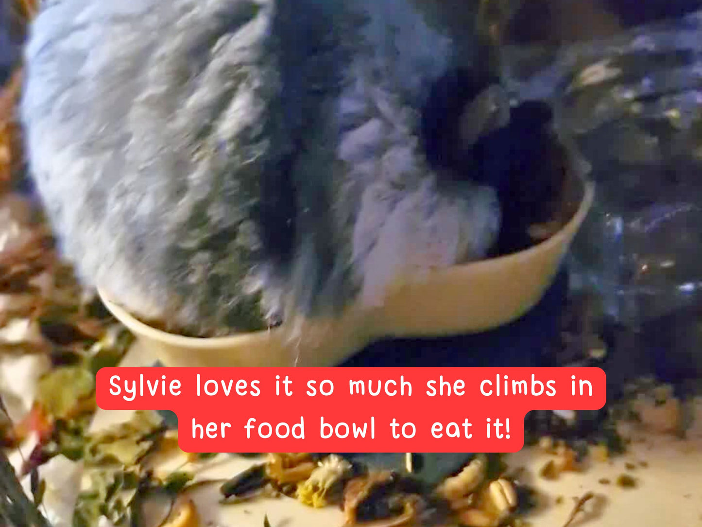 Complete Syrian Hamster Food