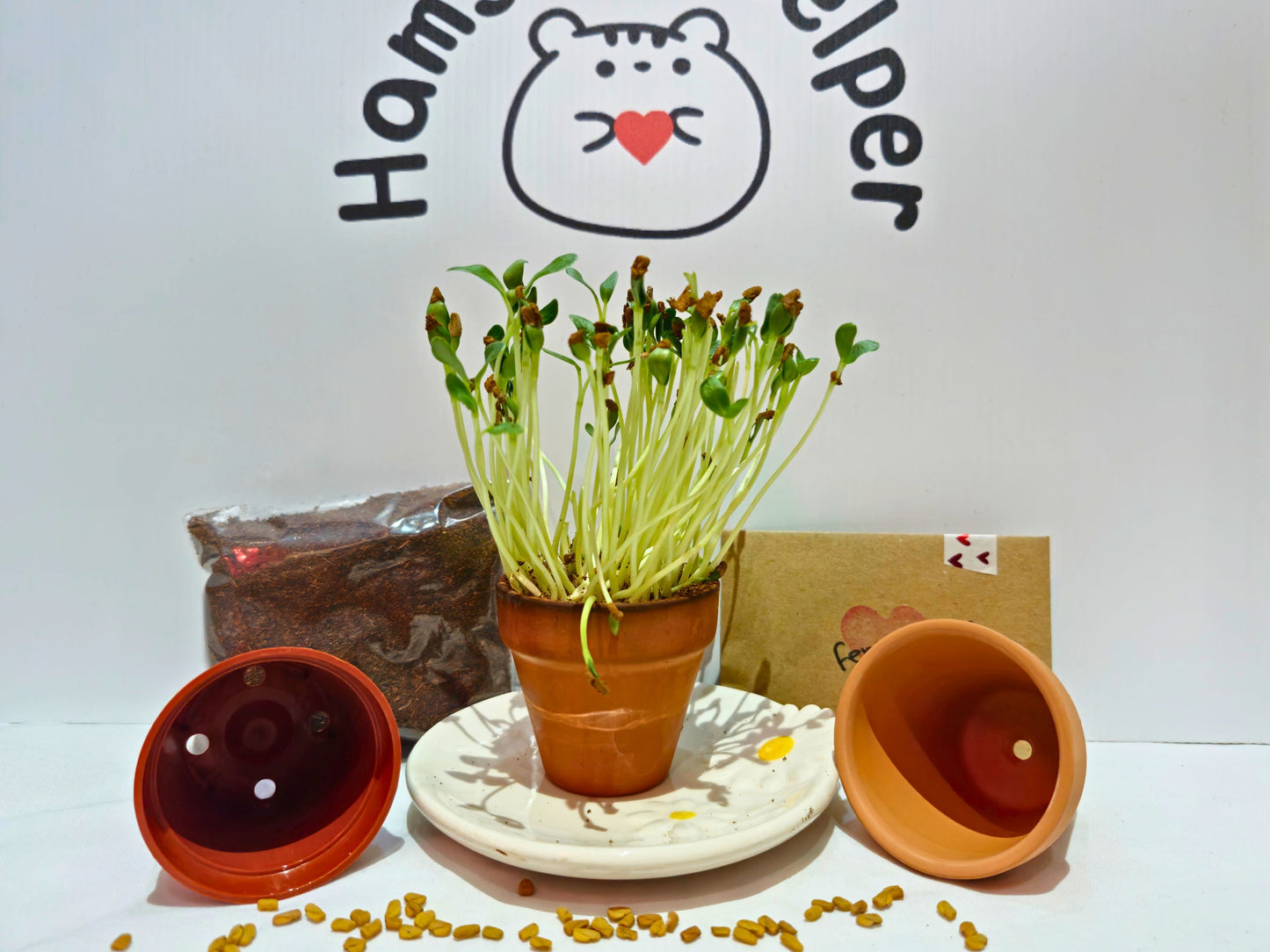 Fenugreek microgreen kit